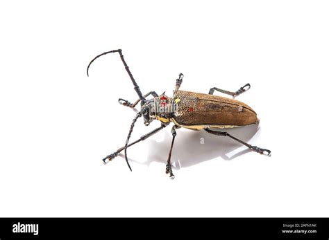 Batocera Stock Photos & Batocera Stock Images - Alamy