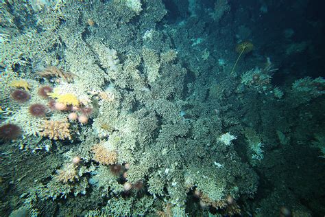 Discovering the mind-blowing diversity of deep-sea coral reefs | MARINE ...