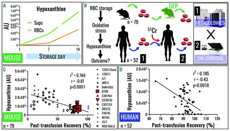 Hypoxia modulates the purine salvage pathway and decreases red blood ...