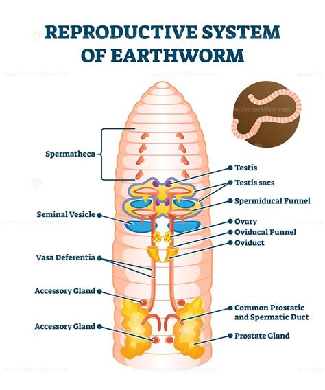 Earthworm Diagram Labeled