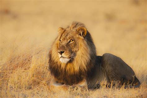 Africa's Top 12 Safari Animals and Where to Find Them