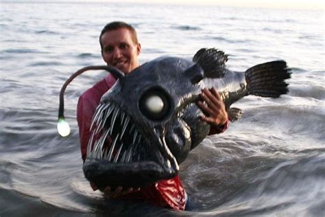 angler fish / deep sea fish | Vreemde dieren, Diepzeevissen, Vissen