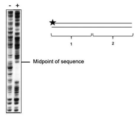 Solved Results of DNAse footprinting is shown. Plus and | Chegg.com