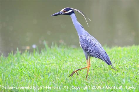 Yellow-crowned Night-Heron