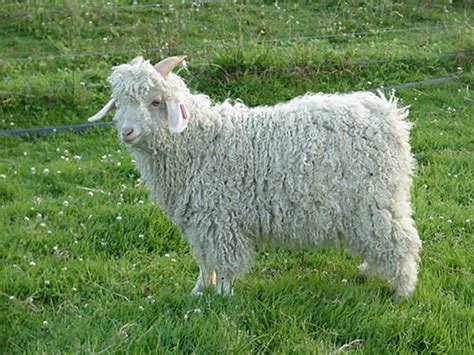 Angora Goats & Sheep – The Reiland Farm