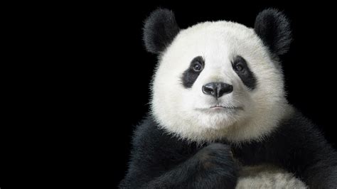 Download Animal Panda 4k Ultra HD Wallpaper