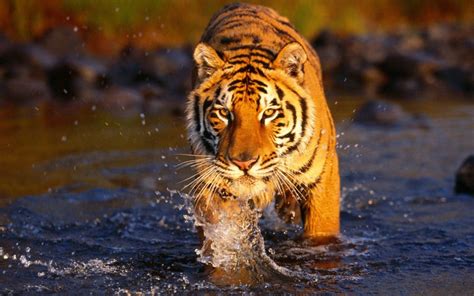 Bengal Tiger - Facts, Pictures, Habitat, Information, Diet, Lifestyle ...