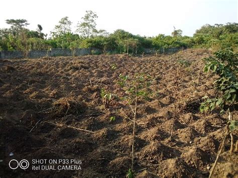 Yam Farming A Means Of Livehood In Nigeria - Agriculture - Nigeria