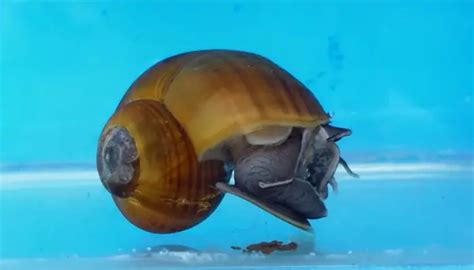 Mystery Snail Poop: Identification, Care, and Cleaning Tips