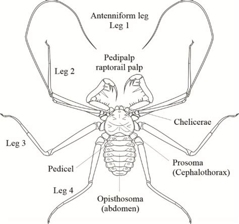 Dorsal view of amblypygid indicating main appendages. Like all ...