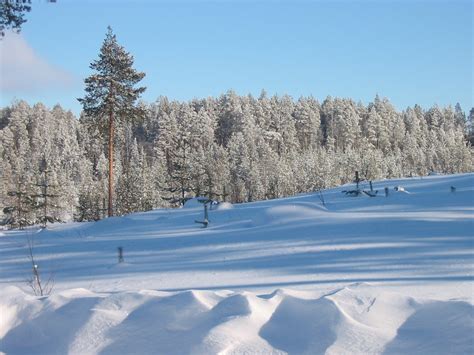 File:Tolja forest in winter.jpg - Wikimedia Commons