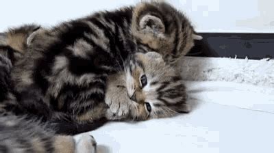 Cuddle Love GIF - Cuddle Love Cat - Discover & Share GIFs