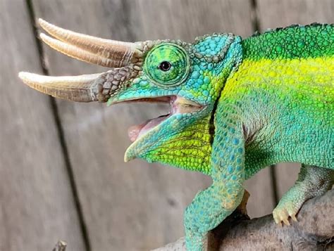 Jackson's Chameleon: Care Guide & Species Profile