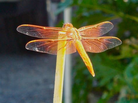 Timber Hill Threads: Orange Dragonfly