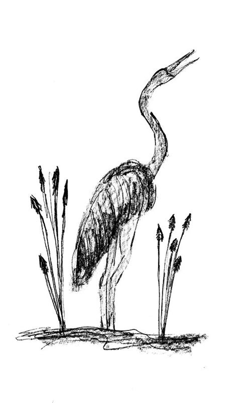 Crane Drawing by Gail Schmiedlin