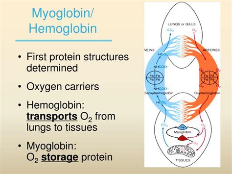 PPT - Chapter 5.1: Protein Function - Reversible Binding of Protein to ...