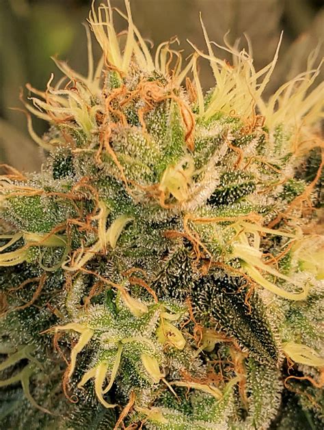 Amber Trichomes over 50% at Day 45 of Flowering. Ready? | THCFarmer ...