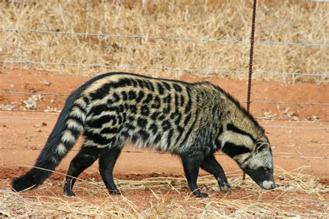 Meet the African civet - Africa Geographic