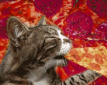 Caterville: Pizza Cat Gifs