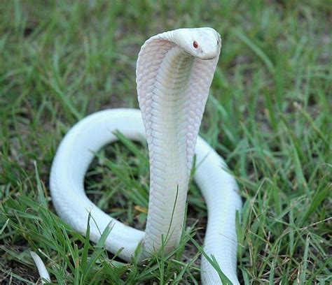 🔥 Albino Cobra 🔥 : r/NatureIsFuckingLit