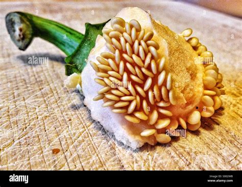 Capsicum seeds, close up of pepper stalk and seeds Stock Photo - Alamy