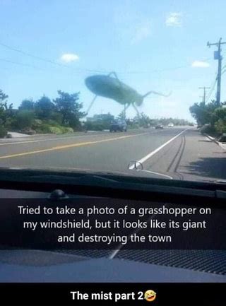 Grasshopper memes. Best Collection of funny grasshopper pictures on iFunny