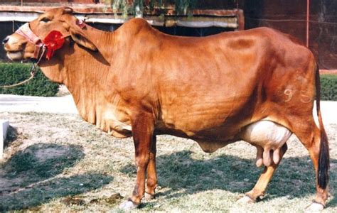 Sahiwal cattle | petmapz by Dr. Katz, Your veterinarian endorsed pet ...