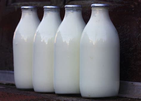 biology - Could a cow produce bottled milk? - Worldbuilding Stack Exchange