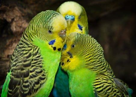 101 Good Green Budgie Names You Will Love - Feathered Buddies