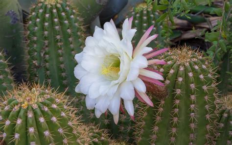 Cactus Blooms in Arizona | Desert Botanical Garden