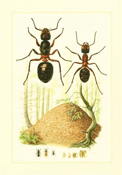 1960 Vintage Ant Print. Ants Illustration. Insect. Entomology. | Etsy ...