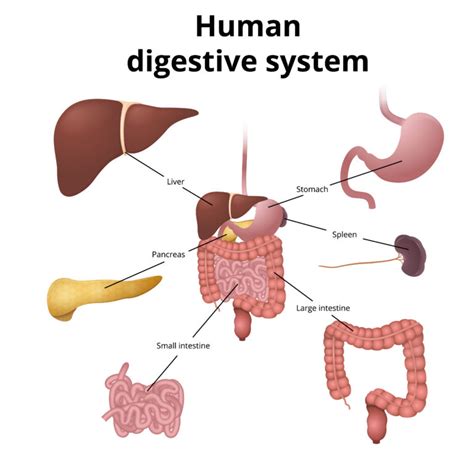 Digestive System Model - Human Biology for Kids