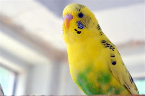 Multi Color Budgie Free Stock Photo - Public Domain Pictures