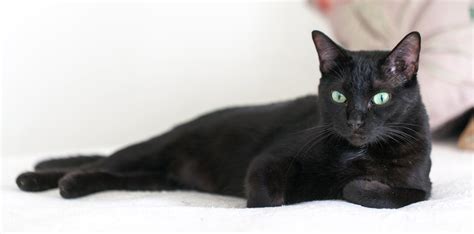 Black Cat Awareness Month: All breeds deserve a loving home - Sanicat