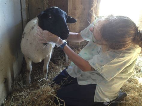 Animals of Farm Sanctuary — The Blind Sheep Named Dan Who Helped Us See ...