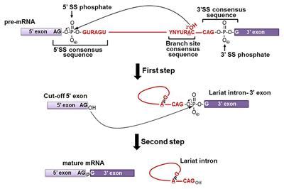 Frontiers | Spliceosomal snRNA Epitranscriptomics