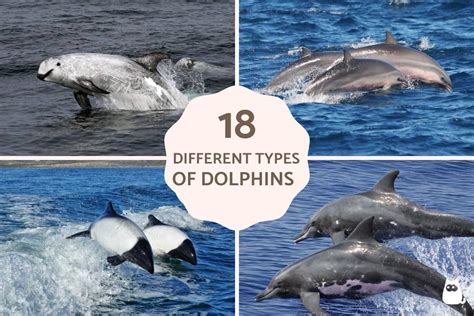 Different Species of Dolphins - 18 Types and Photos