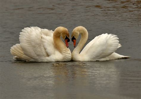 Alan James Photography : Mute Swan Rules OK