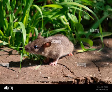 Baby Wild Brown Rat, Rattus norvegicus eating crumbs left for the birds ...