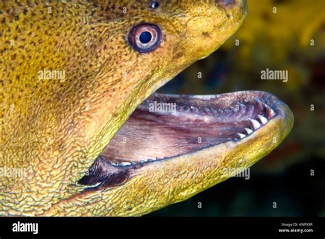 Moray Eel Teeth / Saw-tooth Moray Eel | Portrait of a Saw-tooth Moray ...