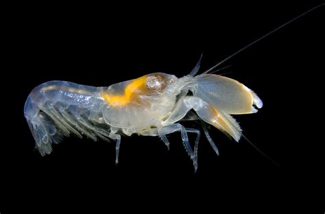 Tiger Pistol Shrimp (Alpheus Bellulus) Species, Details, Cost, Origin ...