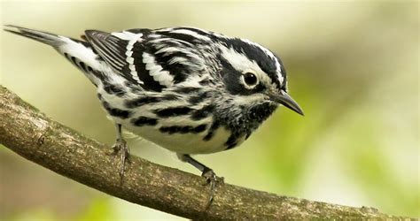 Black-and-white Warbler Identification, All About Birds, Cornell Lab of ...