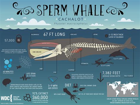 Sperm Whale Infographic on Behance