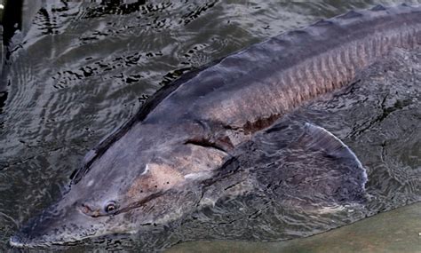 Giant Lake Sturgeon Caught in Detroit River