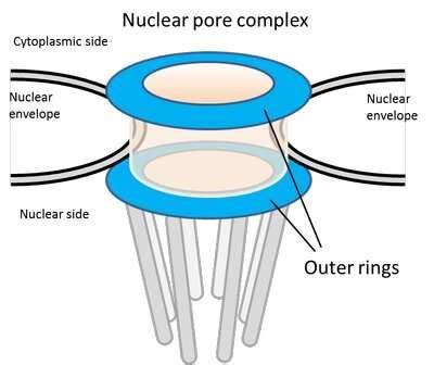 Nuclear pore complex outer rings: No longer 'one size fits all'