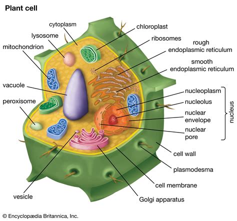 Cell wall | Description, Properties, Components, & Communication ...