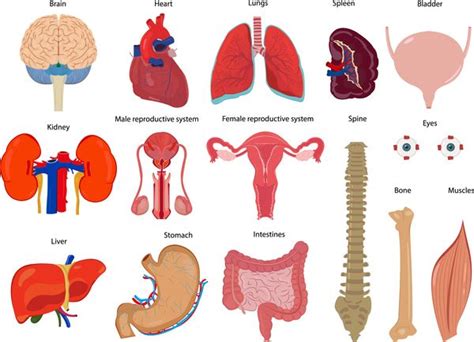 Freie AI Datei menschlicher viszeralen Organe Abbildung Vektoren set 01 ...
