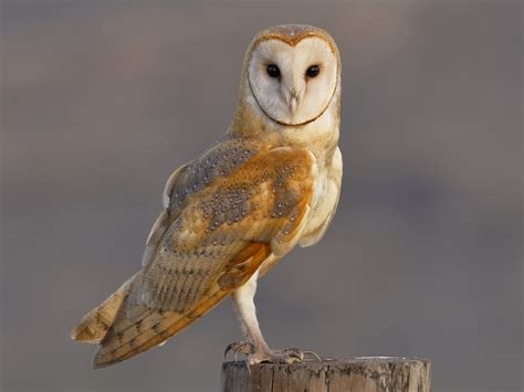 Barn Owl - eBird