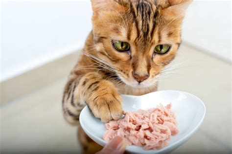 The Healthiest Cat Food Is Within Reach | Veterinary Blog for Los ...