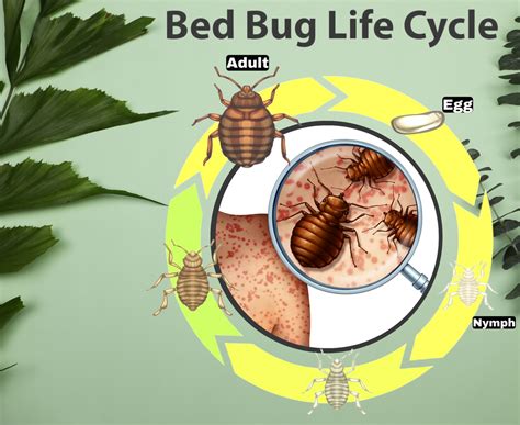 What are bed bugs and their life stages?